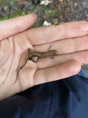 Desmognathus ochrophaeus