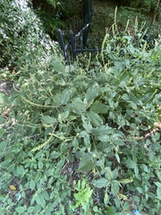 Achyranthes japonica