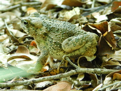 Incilius occidentalis