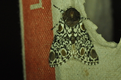 Harrisimemna trisignata
