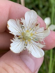 Parnassia cirrata intermedia