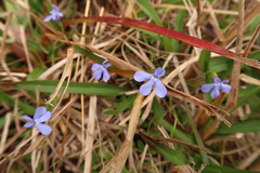Lobelia quadrangularis