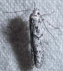 Blastobasis glandulella