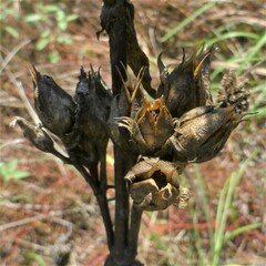 Penstemon cobaea