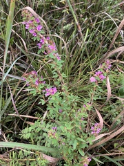 Lespedeza violacea