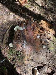Pseudohydnum gelatinosum