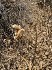 Carduus pycnocephalus