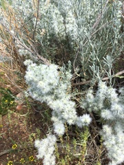 Krascheninnikovia lanata