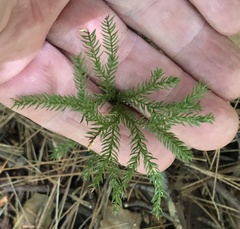 Dendrolycopodium