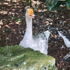 Anser anser domesticus × anser cygnoides domesticus