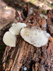 Pseudohydnum gelatinosum