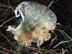 Russula parvovirescens