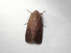 Proteuxoa hypochalchis