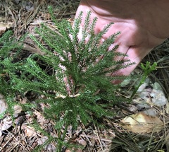 Dendrolycopodium
