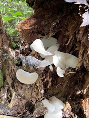 Pseudohydnum gelatinosum