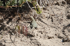 Uta stansburiana uniformis