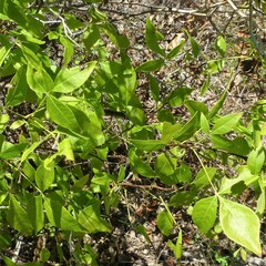 Ptelea trifoliata