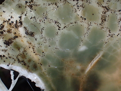 Russula parvovirescens