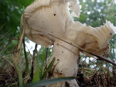Russula parvovirescens