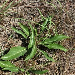 Penstemon cobaea