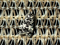 Scoparia exhibitalis