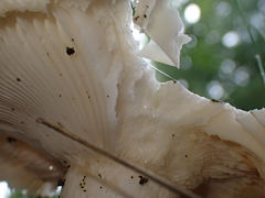 Russula parvovirescens