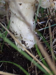 Russula parvovirescens