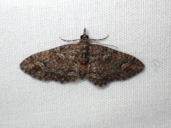 Pasiphilodes testulata