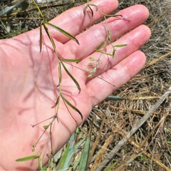 Pediomelum linearifolium