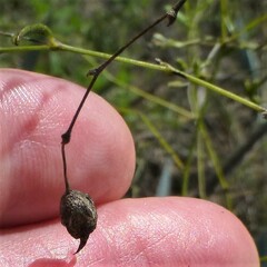 Pediomelum linearifolium