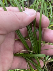 Carex cephalophora