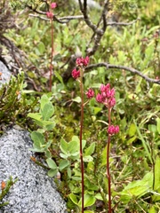 Leptarrhena pyrolifolia