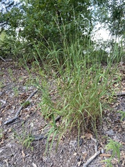 Bothriochloa