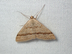 Scopula lydia