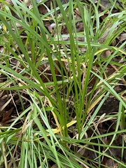 Carex cephalophora