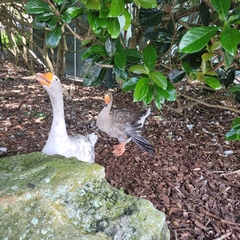 Anser anser domesticus × anser cygnoides domesticus