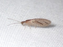 Micromus tasmaniae