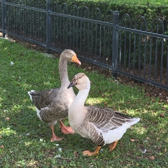 Anser anser domesticus × anser cygnoides domesticus