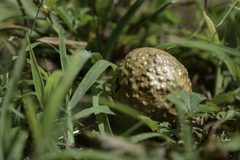 Amphibolips confluenta