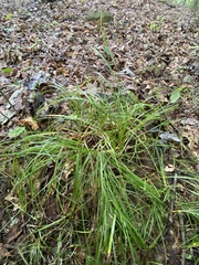 Carex cephalophora