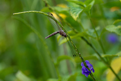 Ululodes macleayanus