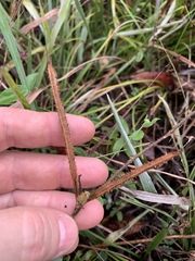 Mimosa microphylla