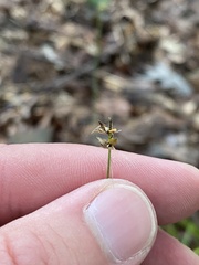 Carex cephalophora