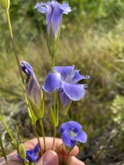 Gentianopsis virgata
