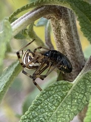 Latrodectus hesperus