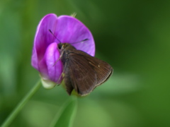 Euphyes vestris