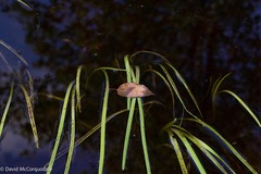 Sparganium angustifolium