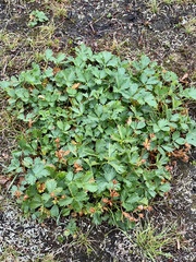 Potentilla flabellifolia