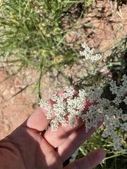 Eriogonum annuum
