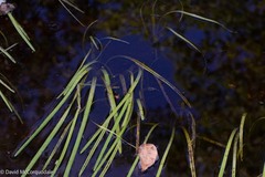 Sparganium angustifolium